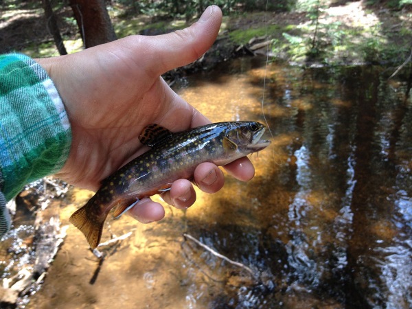 This brookie is as pretty as his home